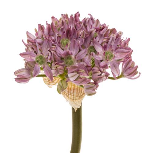 Allium rosa Pink Jewel 70cm