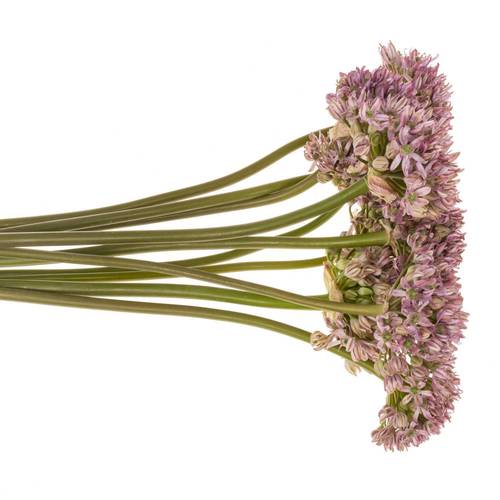 Allium rosa Pink Jewel 70cm