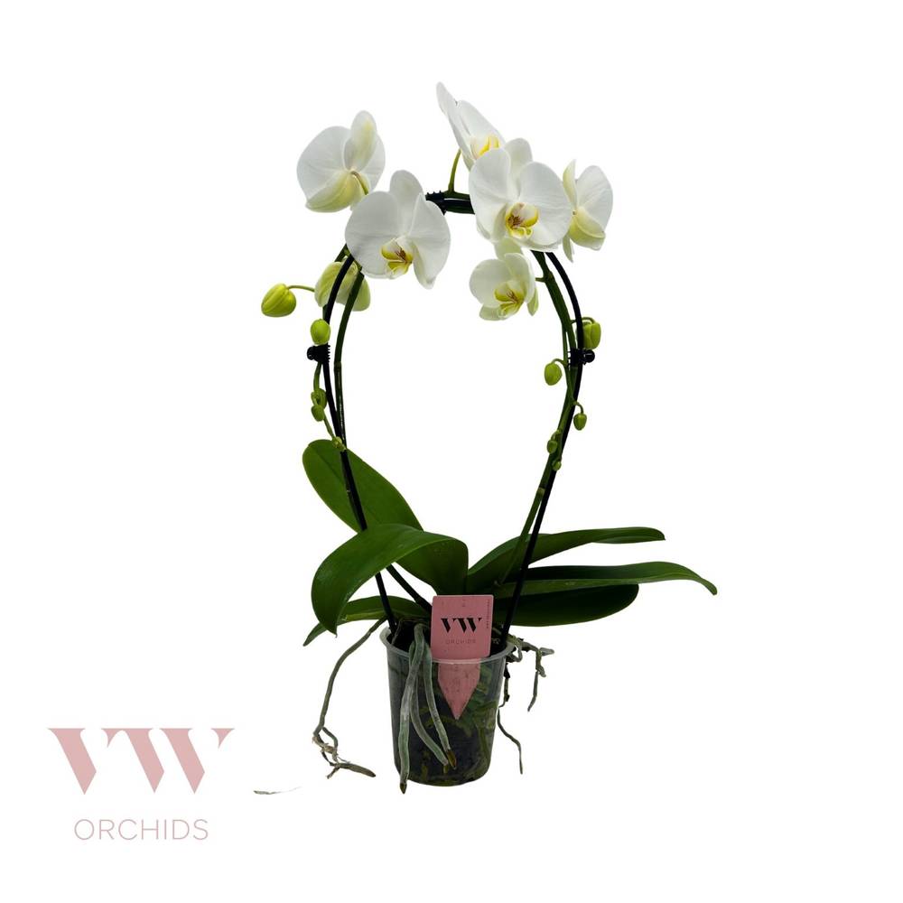 Phal.2-R weiss Spiegelbogen T12 H050