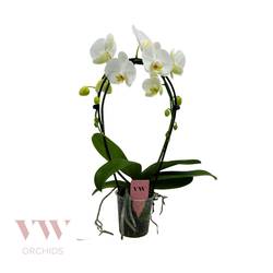 Phal.2-R weiss Spiegelbogen T12 H050