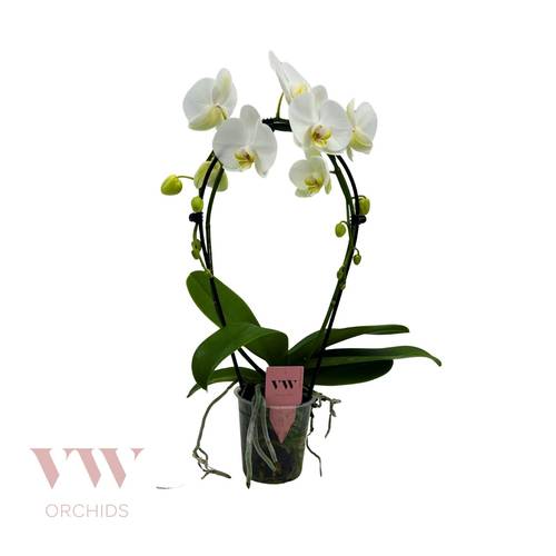 Phal.2-R weiss Spiegelbogen T12 H050