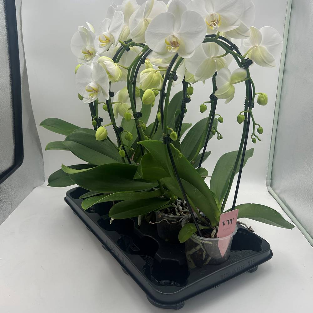 Phal.2-R weiss Spiegelbogen T12 H40