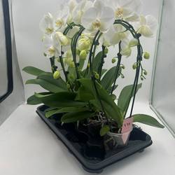Phal.2-R weiss Spiegelbogen T12 H40