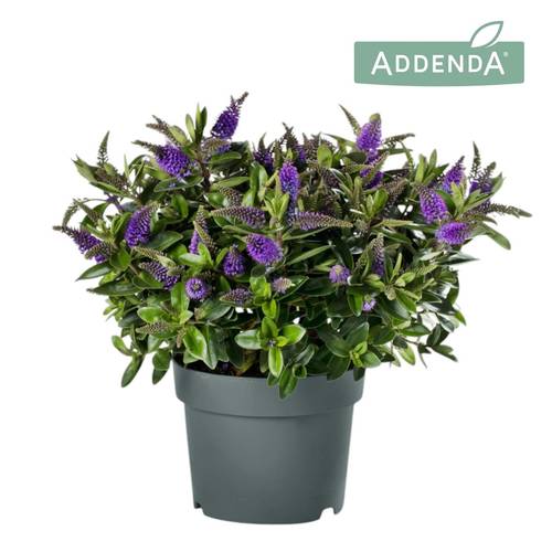 Hebe blau Donna Anna T19 H035