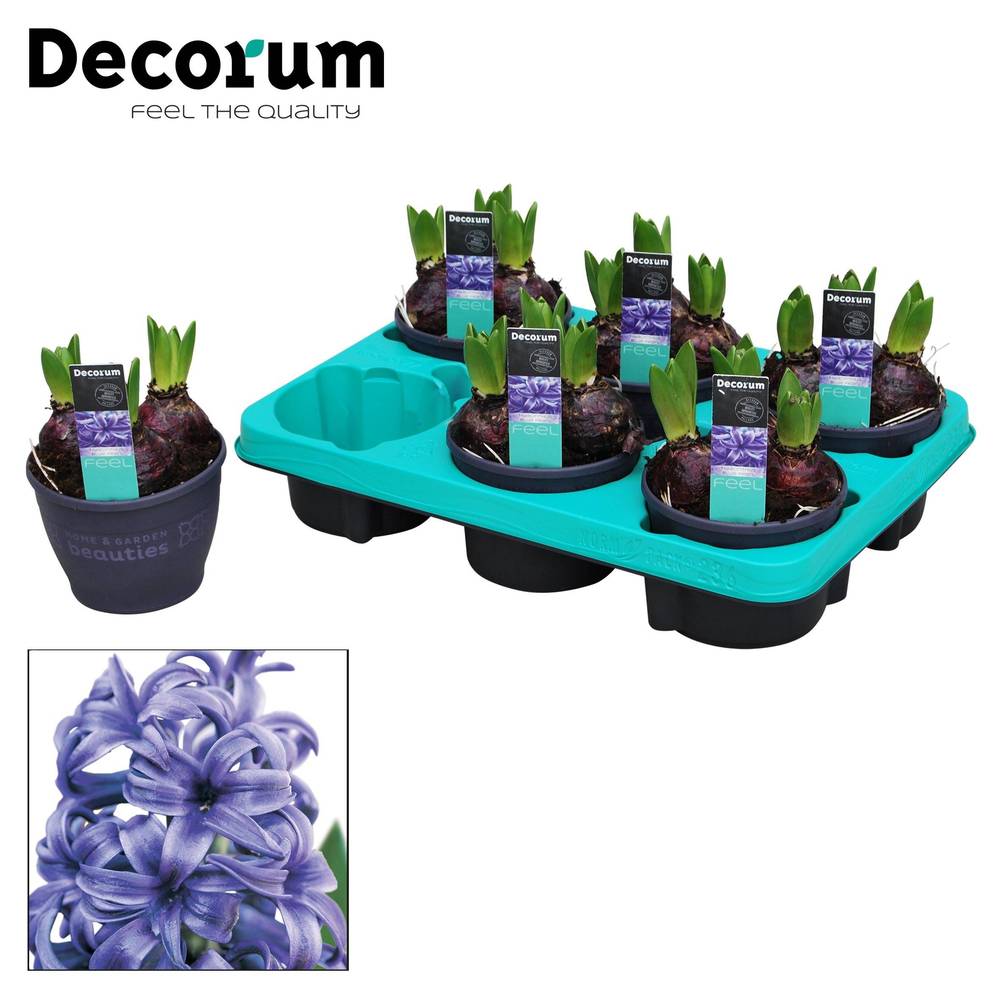 Hyazinthe 3er blau T12 H015