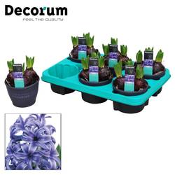 Hyazinthe 3er blau T12 H015