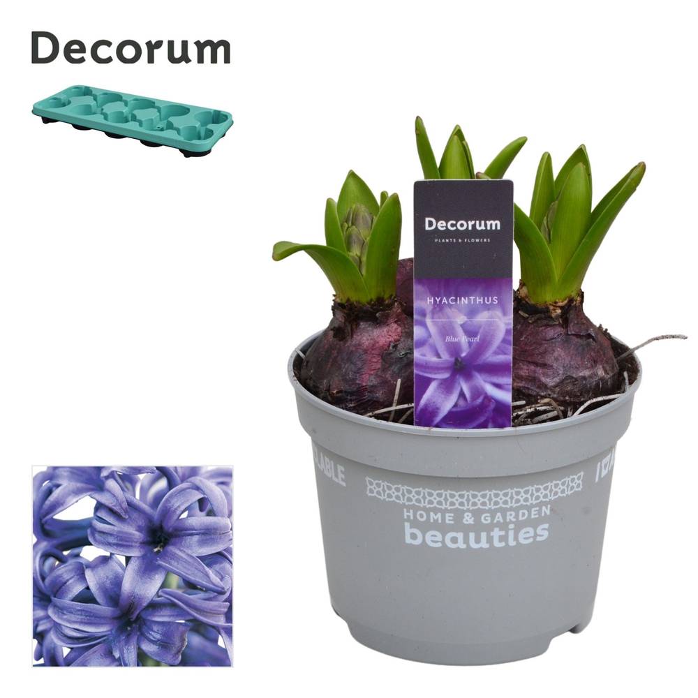 Hyazinthe 3er blau T12 H015