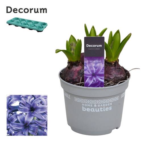 Hyazinthe 3er blau T12 H015