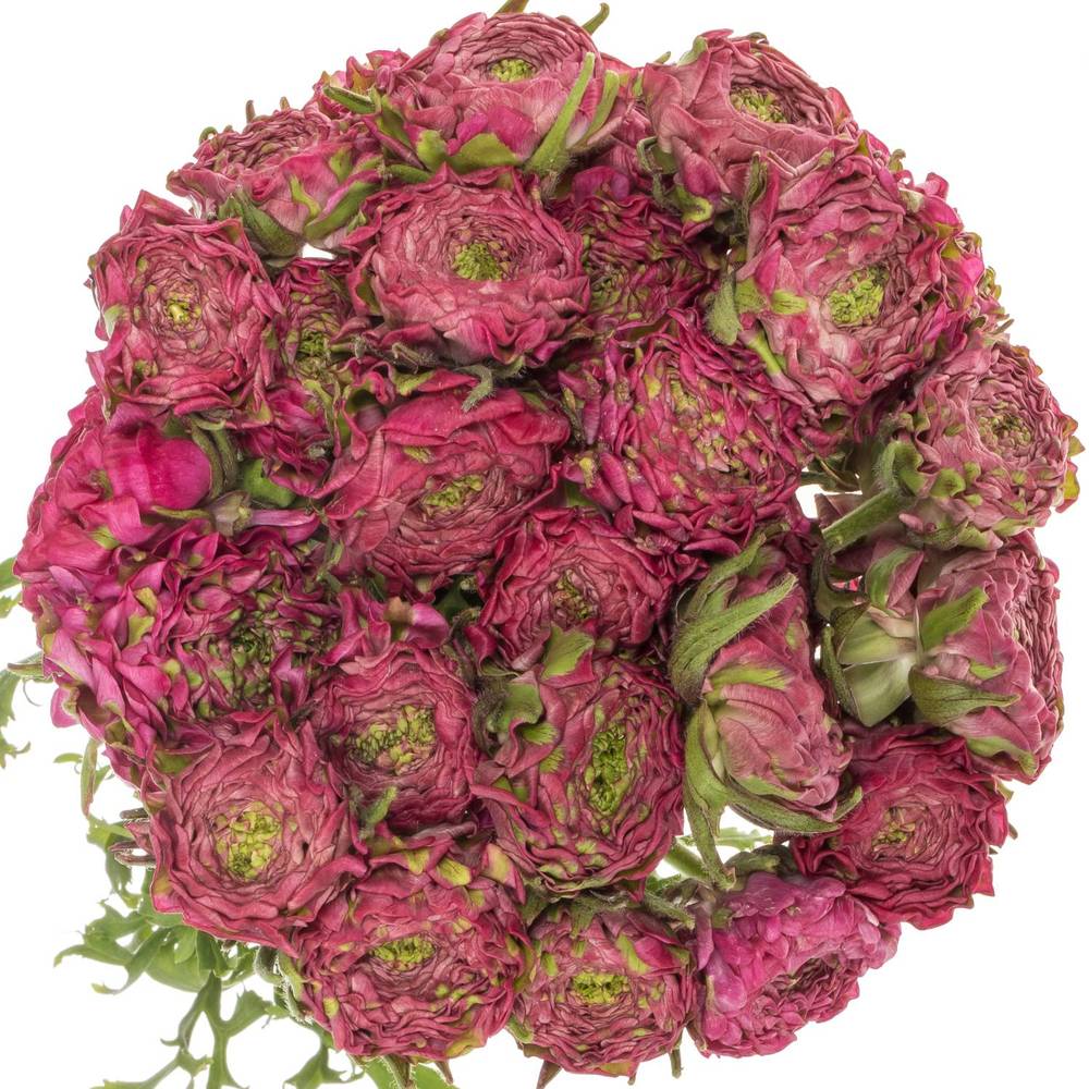 Ranunkel dunkel lila CLONI PON PON ALADDIN 40cm