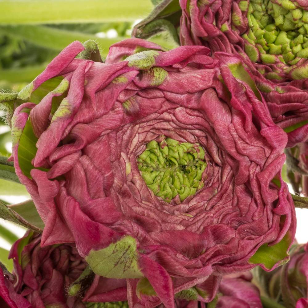 Ranunkel dunkel lila CLONI PON PON ALADDIN 40cm