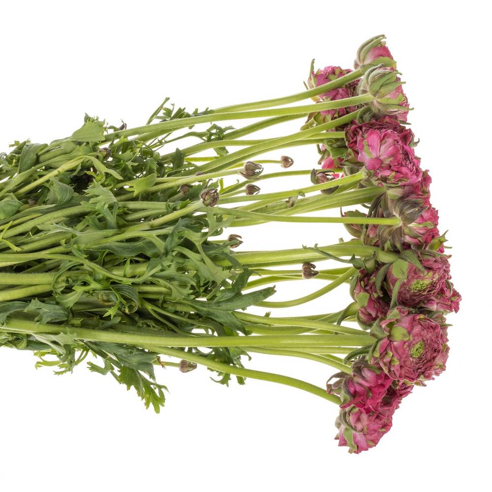 Ranunkel dunkel lila CLONI PON PON ALADDIN 40cm