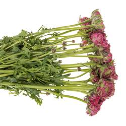 Ranunkel dunkel lila CLONI PON PON ALADDIN 40cm