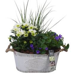 Garten.Arr PTSO6006 T28 H045