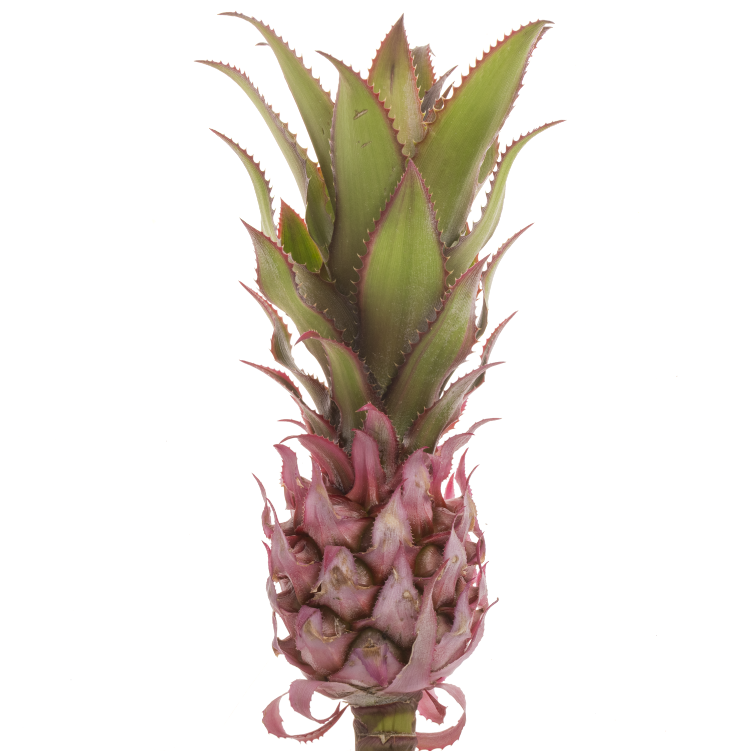 Ananas rosa Nina 40cm