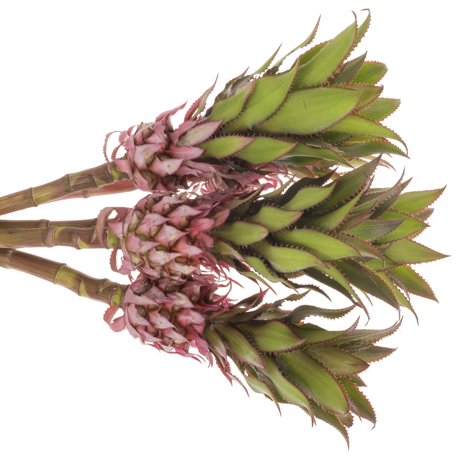 Ananas rosa Nina 40cm
