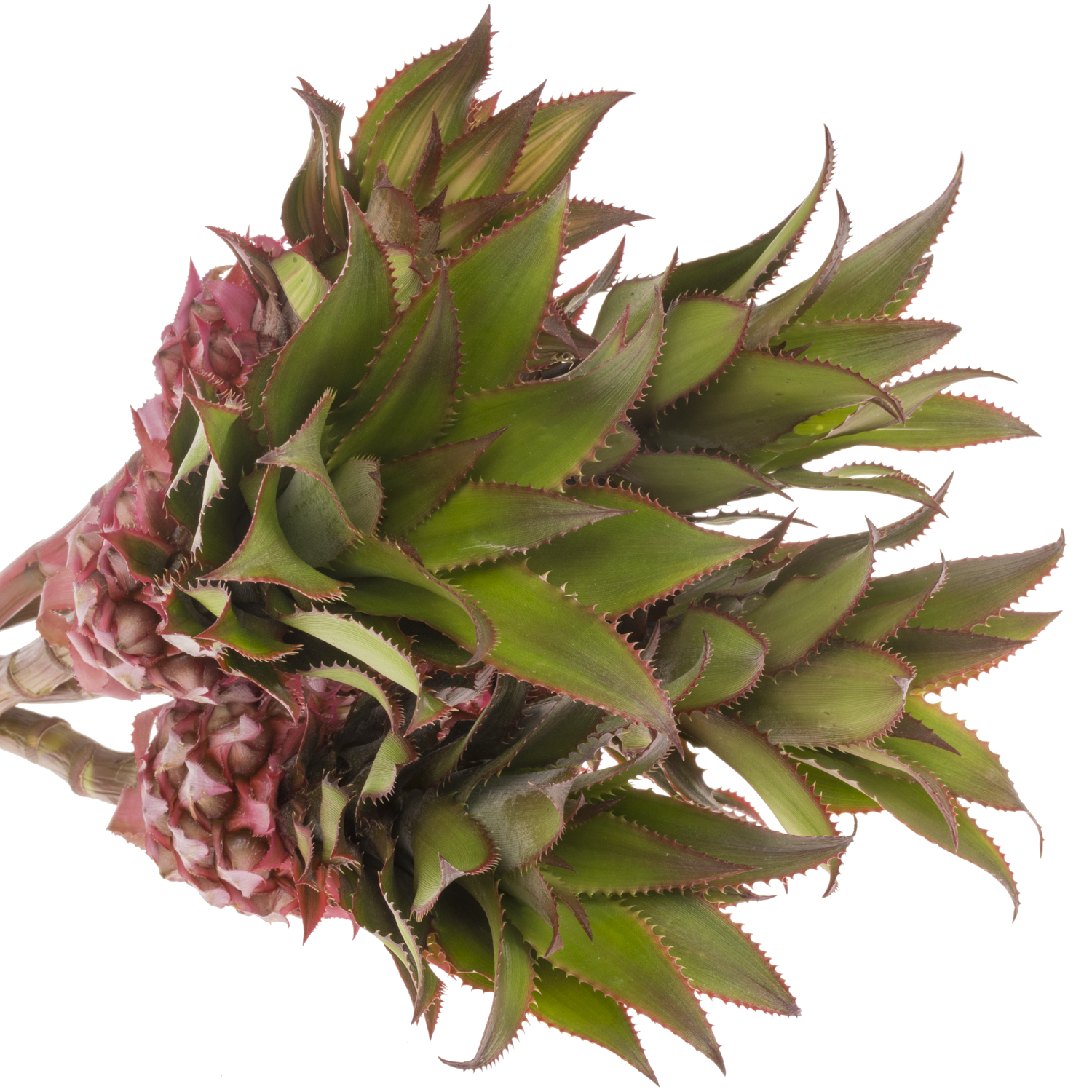 Ananas rosa Nina 40cm