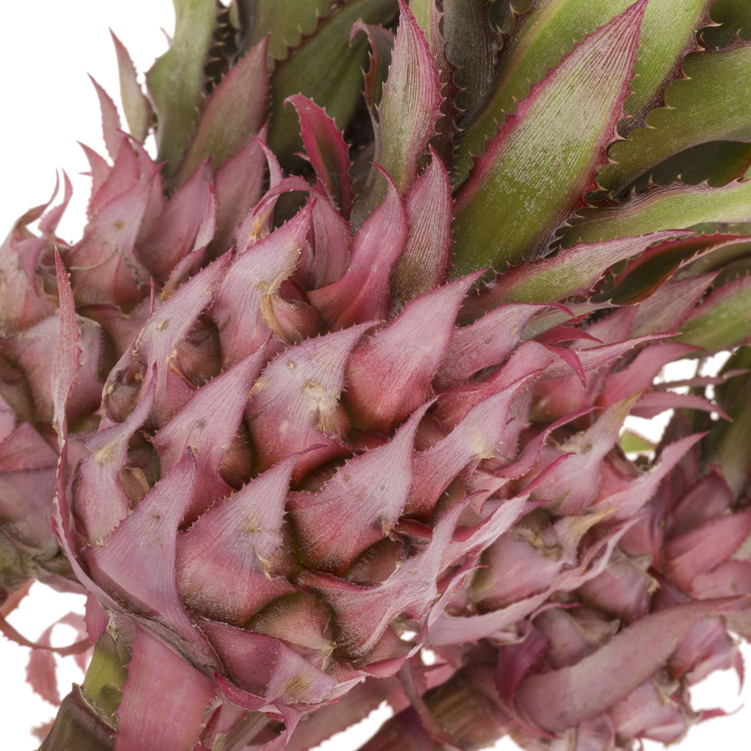 Ananas rosa Nina 40cm