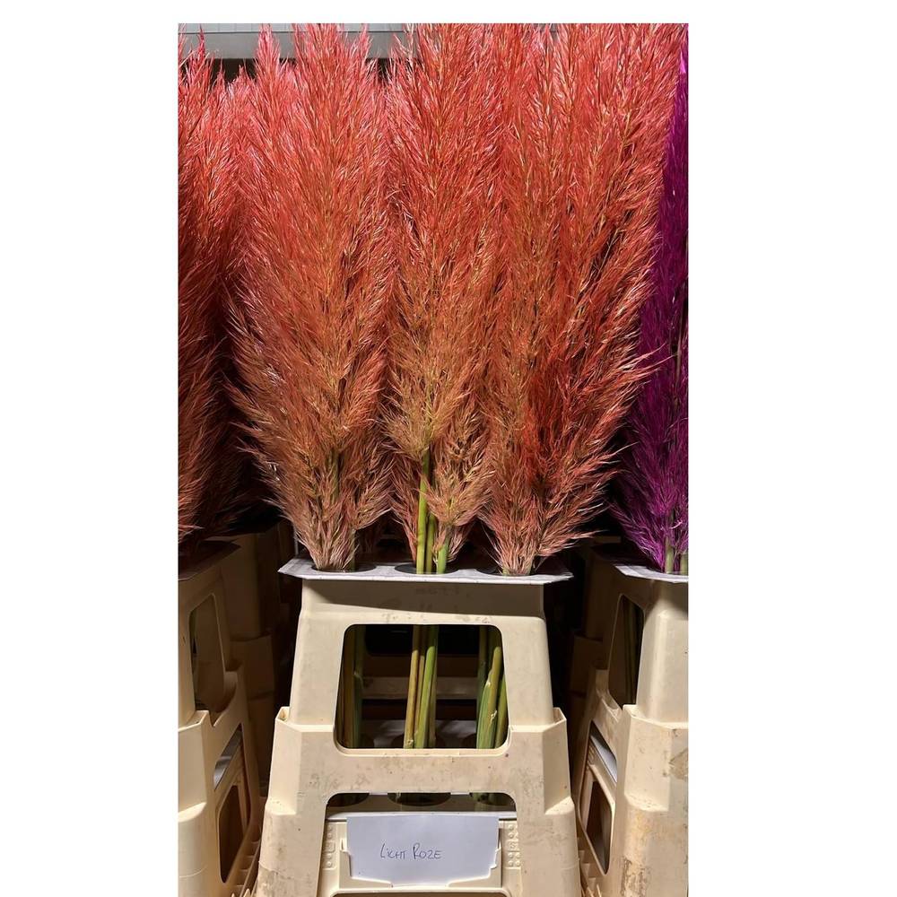 Pampas Frisch hellrosa gefärbt 90cm