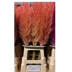 Pampas Frisch hellrosa gefärbt 90cm