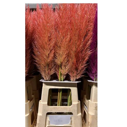 Pampas Frisch hellrosa gefärbt 90cm