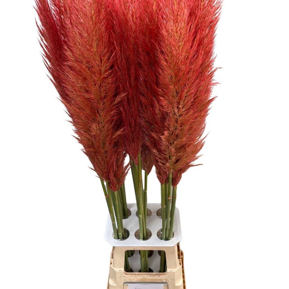 Pampas Frisch hellrosa gefärbt 90cm