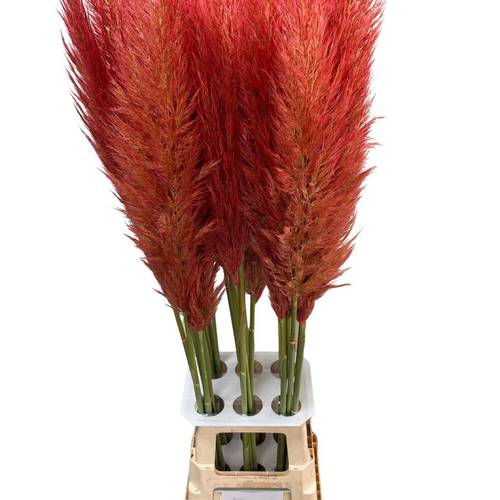 Pampas Frisch hellrosa gefärbt 90cm