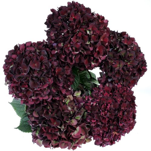 Hortensie rot Ruby Choco Bol 14cm 50cm