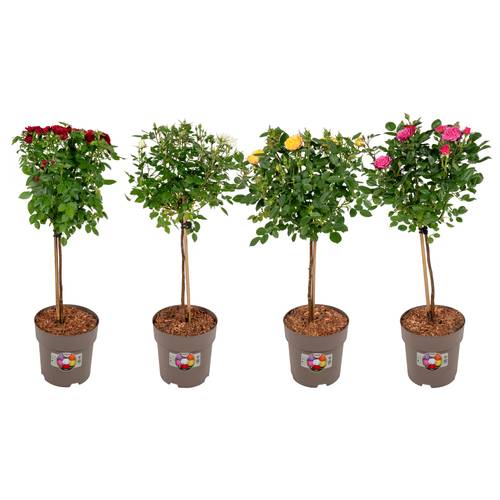 Rose mix auf Stamm T19 H080