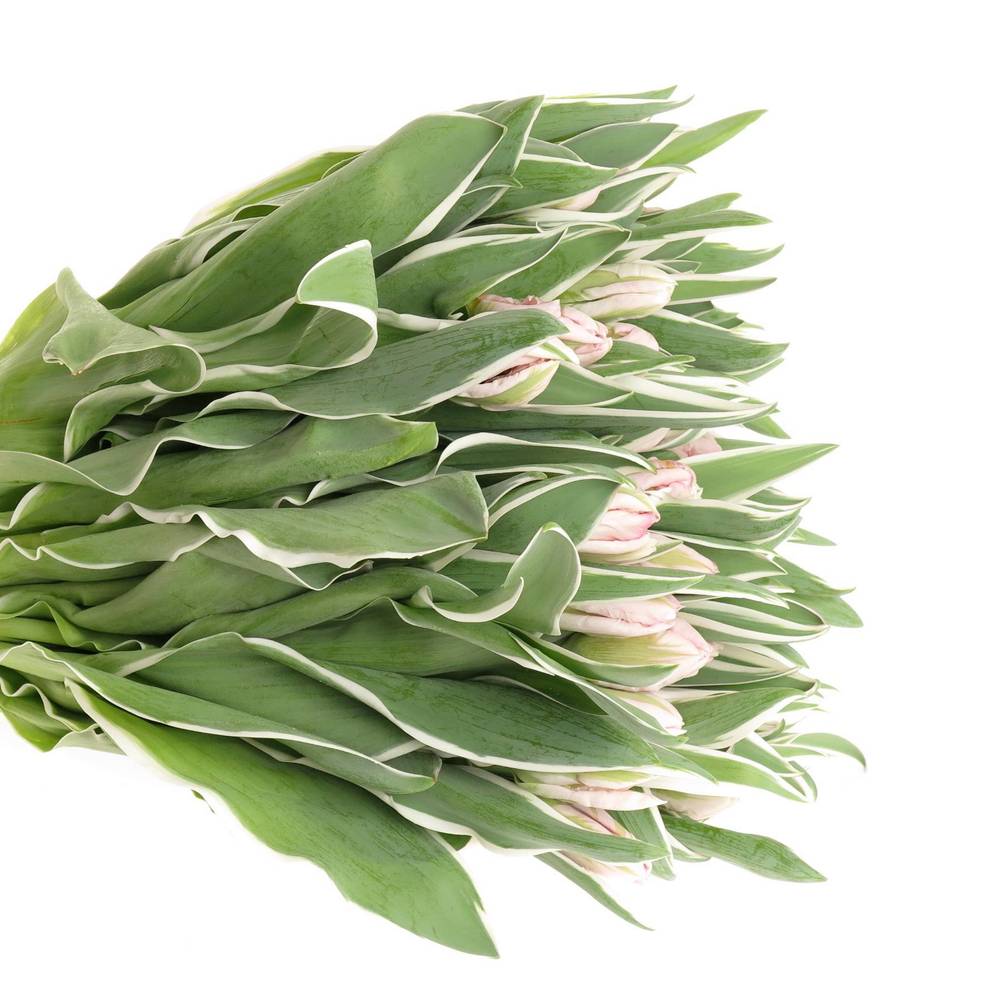 Tulpe rosa weiss Elzenburg 32 Gramm