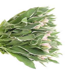 Tulpe rosa weiss Elzenburg 32 Gramm