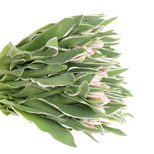 Tulpe rosa weiss Elzenburg 32 Gramm