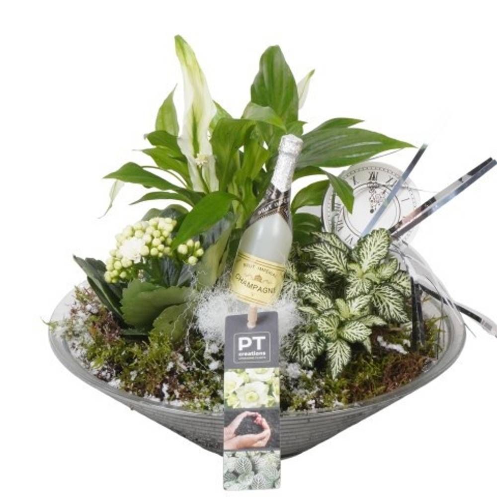 Spath.Arr PTON7941 Silvester T26 H026