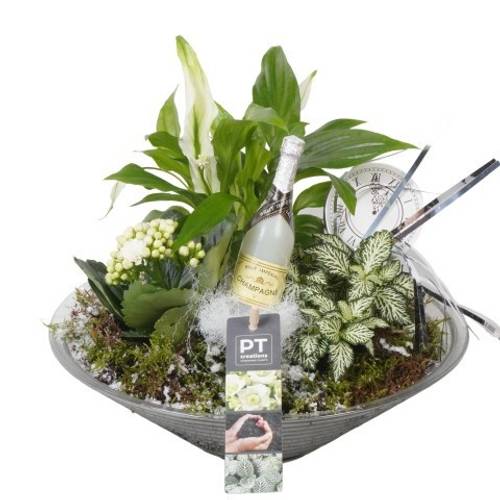 Spath.Arr PTON7941 Silvester T26 H026