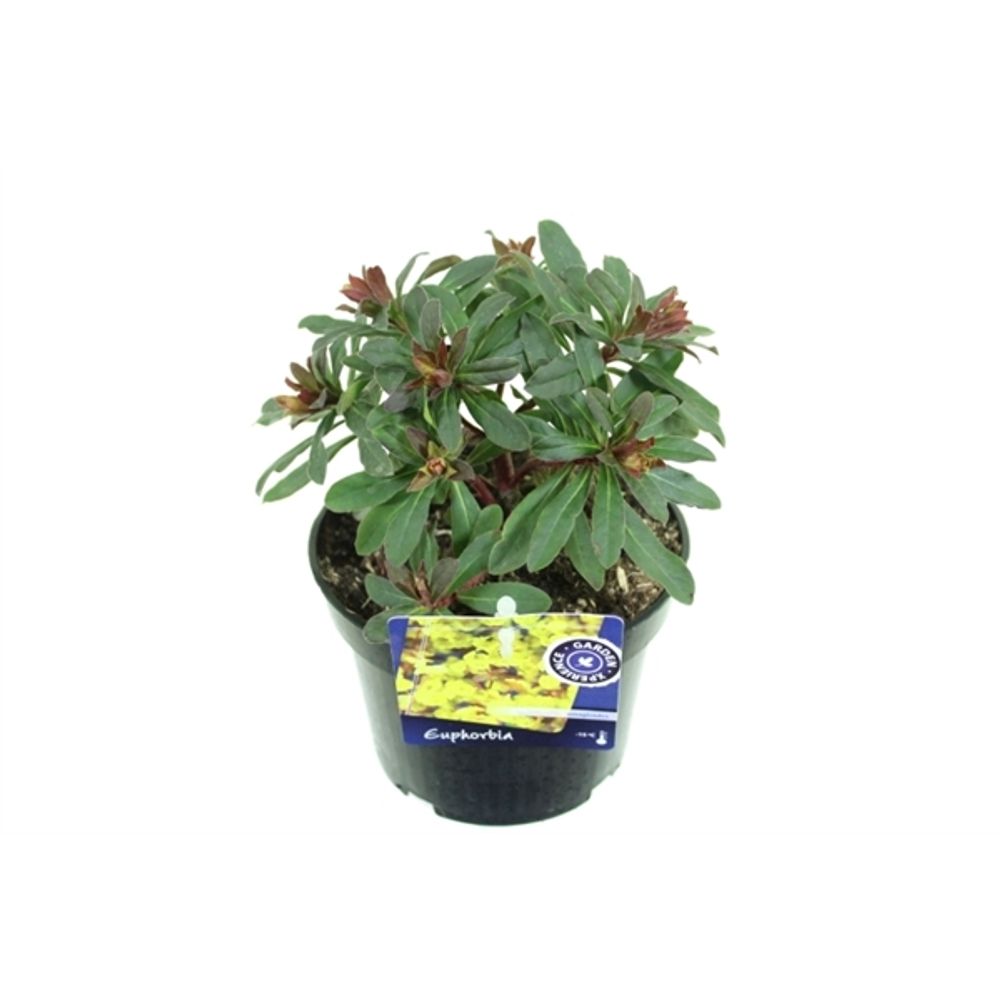 Euphorbia Amyg. Purpure T13 H35
