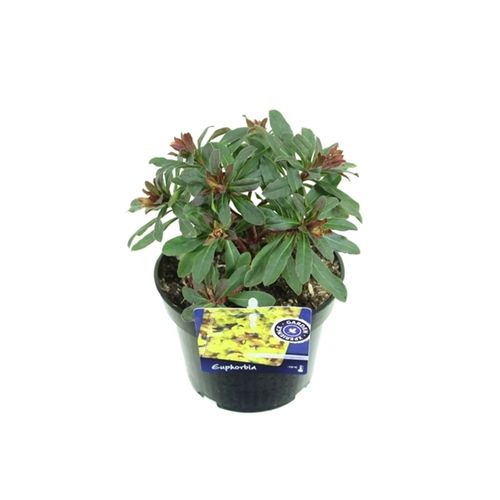 Euphorbia Amyg. Purpure T13 H35