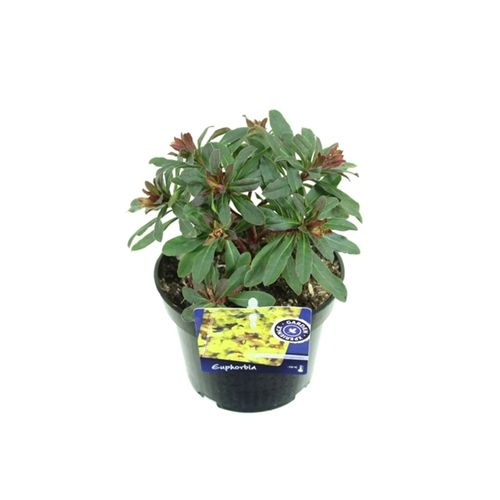 Euphorbia Amyg. Purpure T13 H35