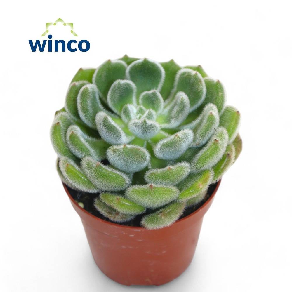 Echeveria Velvet T09 H001