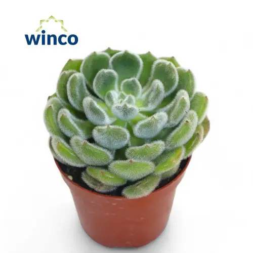 Echeveria Velvet T09 H001