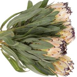 Protea creme Lady Pearl 60cm