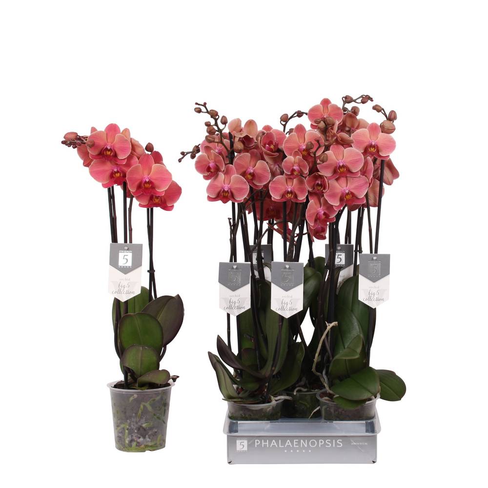 Phal.3-R lachs Narbonne T12 H060