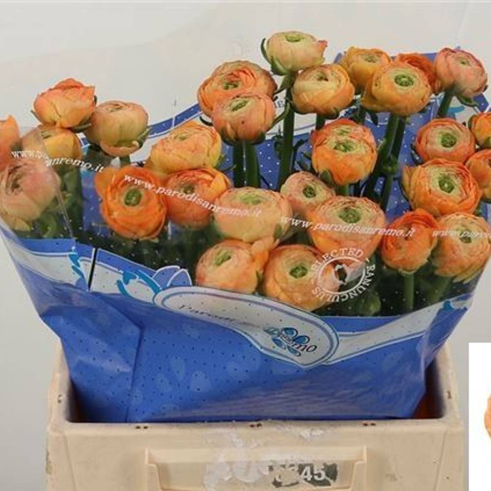 Ranunkel apricot Success Nuance 40cm x 30
