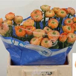 Ranunkel apricot Success Nuance 40cm x 30