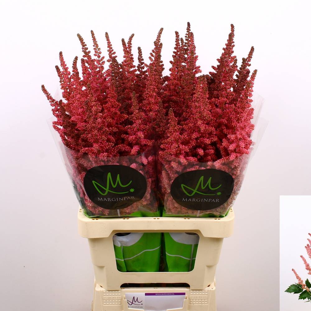 Spirea rosa Vision in Pink 75cm