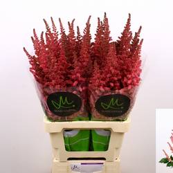 Spirea rosa Vision in Pink 75cm