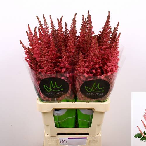 Spirea rosa Vision in Pink 75cm