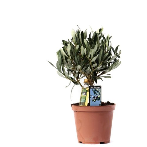 Olea Olive mit Flasche Olivenöl T13 H23