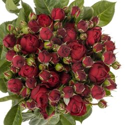 Rose Freiland rot Piano 4+Blüte 60cm
