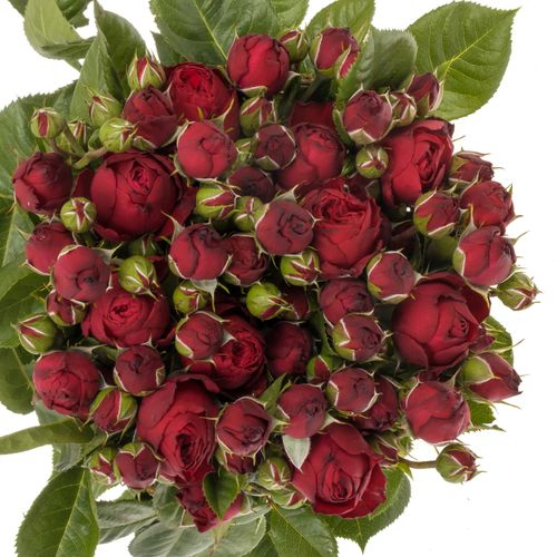 Rose Freiland rot Piano 4+Blüte 60cm