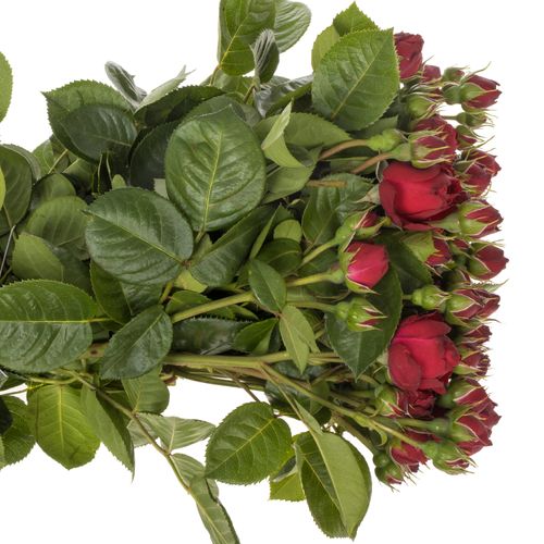 Rose Freiland rot Piano 4+Blüte 60cm