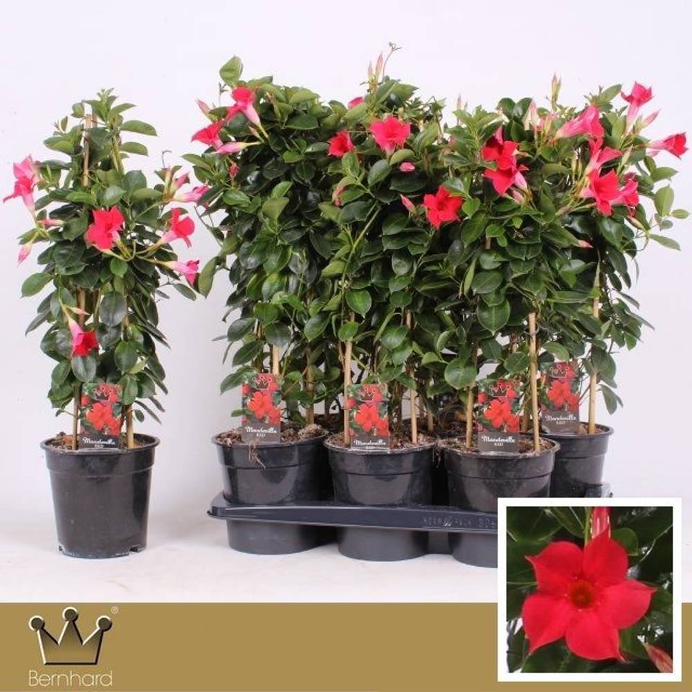 Mandeville rot Pyramide T17 H060